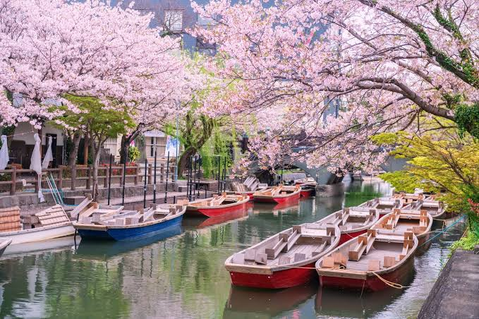 fukuoka sakura