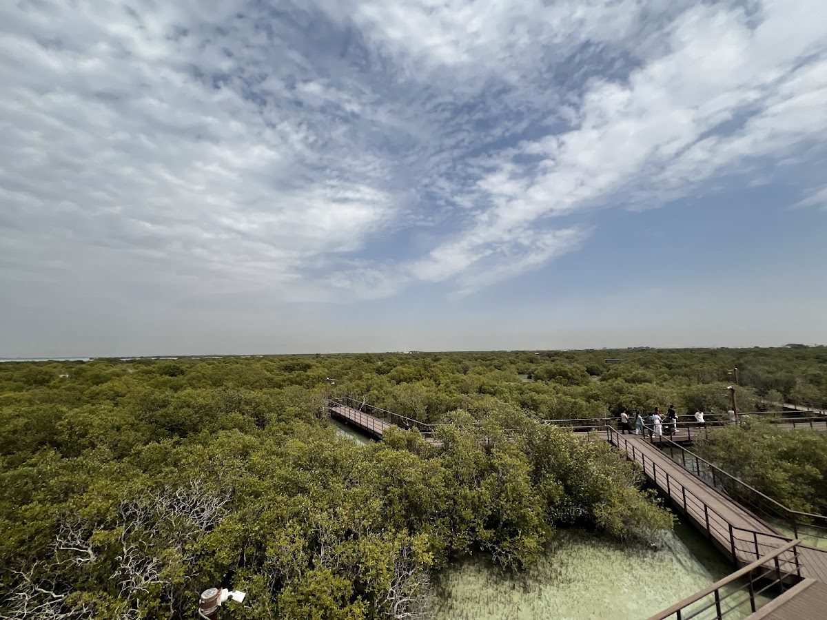 Eastern Mangroves National Park kayaking, Abu Dhabi