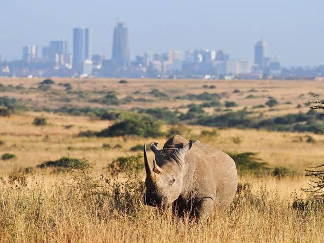 Nairobi National Park, Kenya