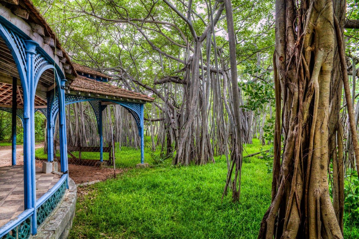 Theosophical Society Adyar Banyan Tree, Chennai
